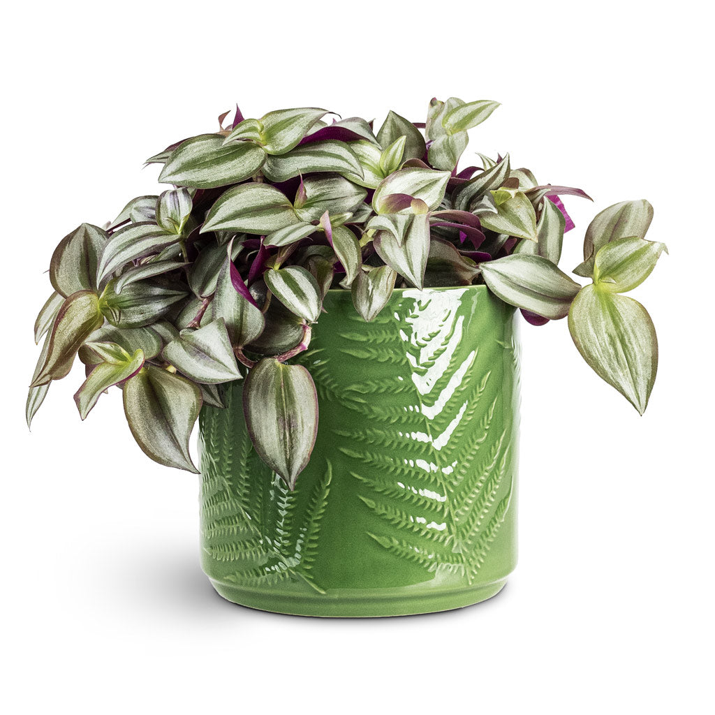 Tradescantia zebrina 15x15cm House Plant In Orla Fern Pot Emerald 17.5x16.5cm