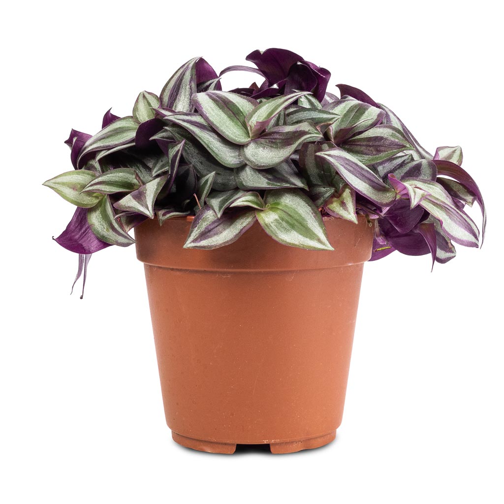 Tradescantia zebrina - Inch Plant