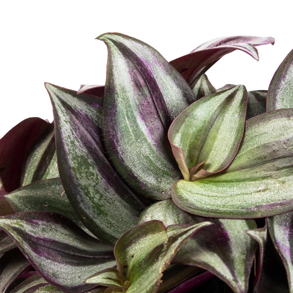 Tradescantia zebrina - Inch Plant Leaves Close