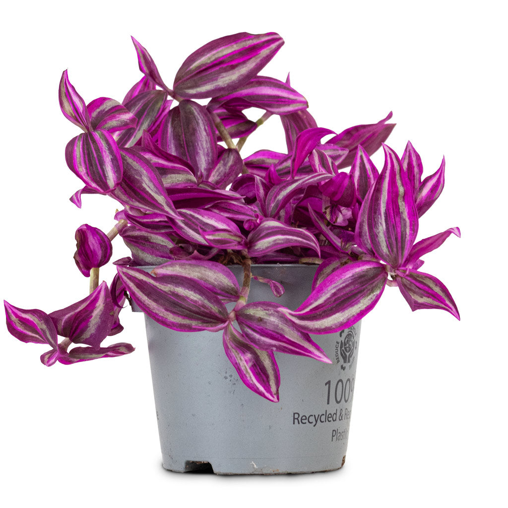 Tradescantia zebrina Pink Paradise 12x20cm
