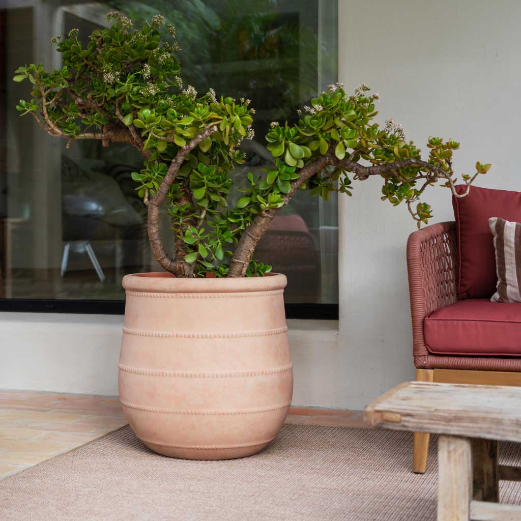 Treasure Nika Planter - Brick Orange & Jade Plant