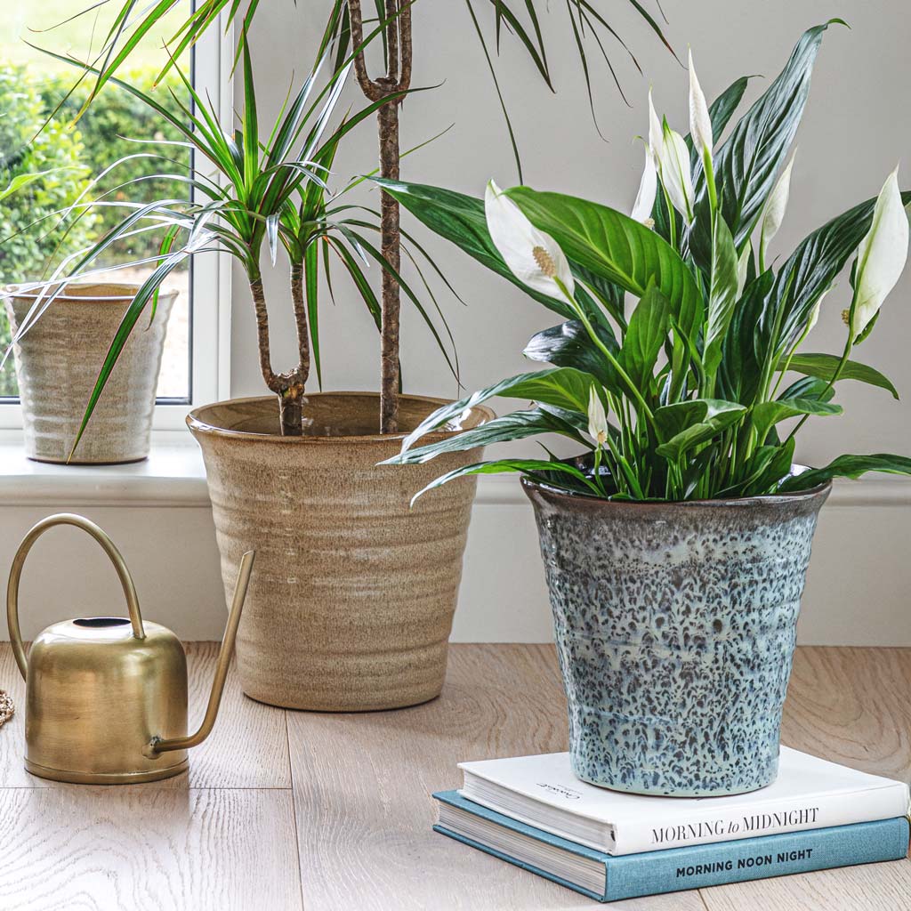 Peace Lily in Vallo Pot Plant Sea Blue