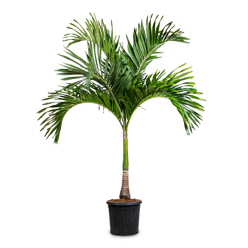 Veitchia merrillii Christmas Palm 35x170cm