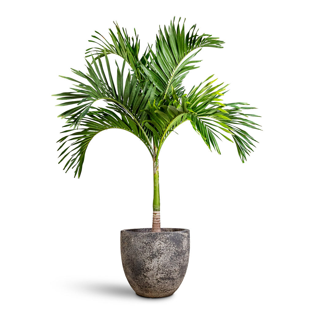 Veitchia merrillii Christmas Palm 35x170cm House Plant In Sandora Couple Green 55x48cm