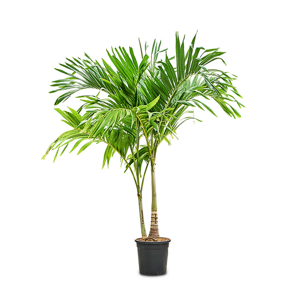 Veitchia merrillii Christmas Palm 35x200cm