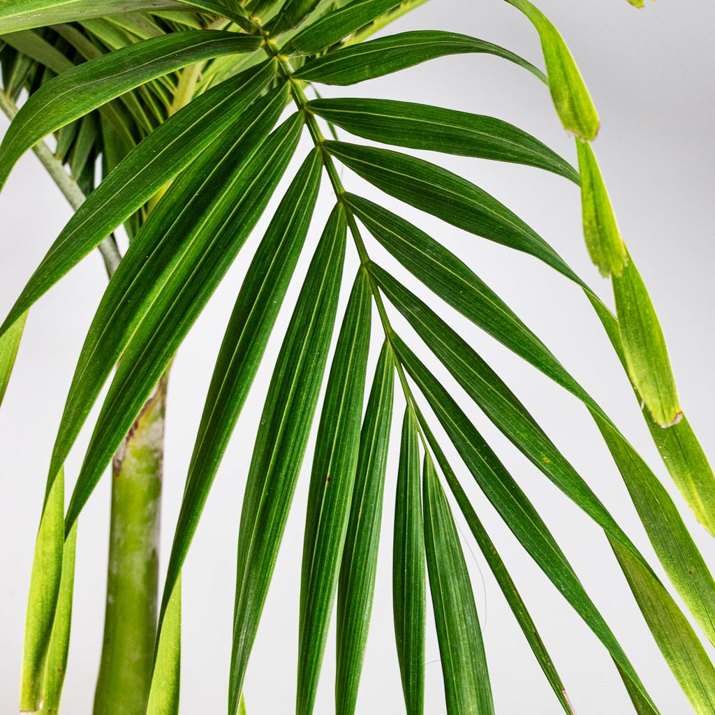 Veitchia merrillii Christmas Palm 35x170cm close up