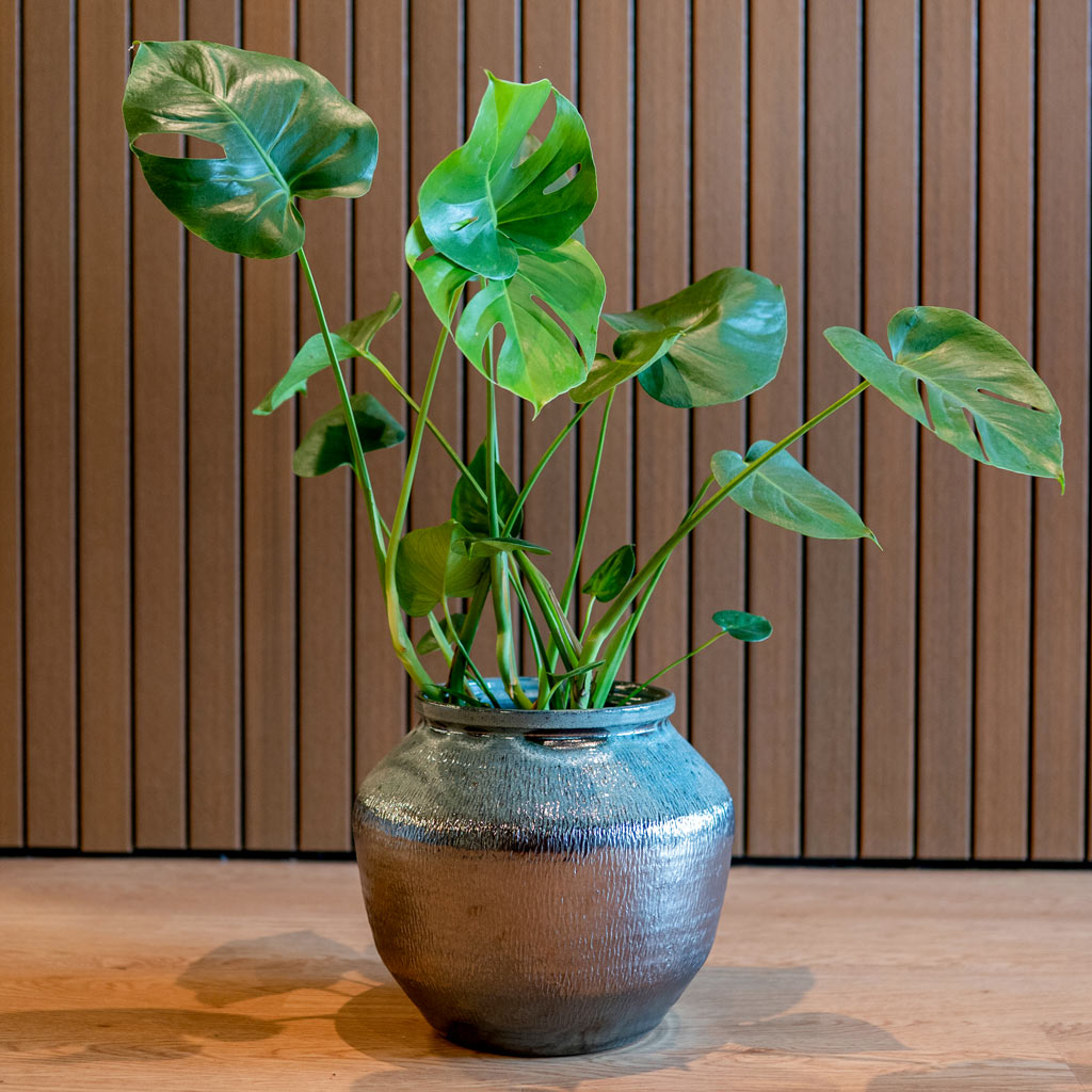 Monstera Swiss Cheese Houseplant in Vitra Lead Drip Jar