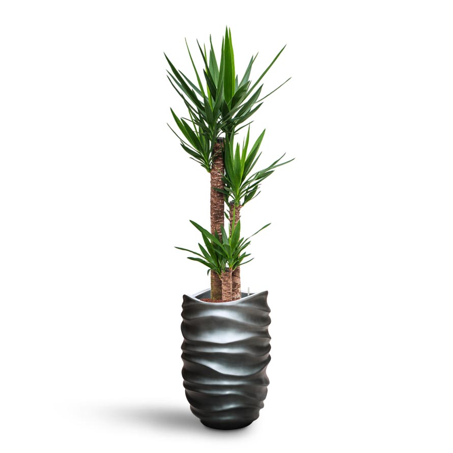 Yucca - HydroCare