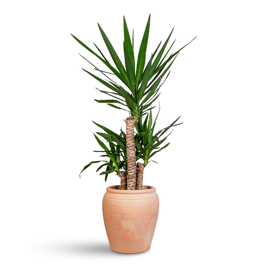 Yucca elephantipes - 21x100cm-_3-stems_ In Rhea Pot Terracotta - 32x34cm