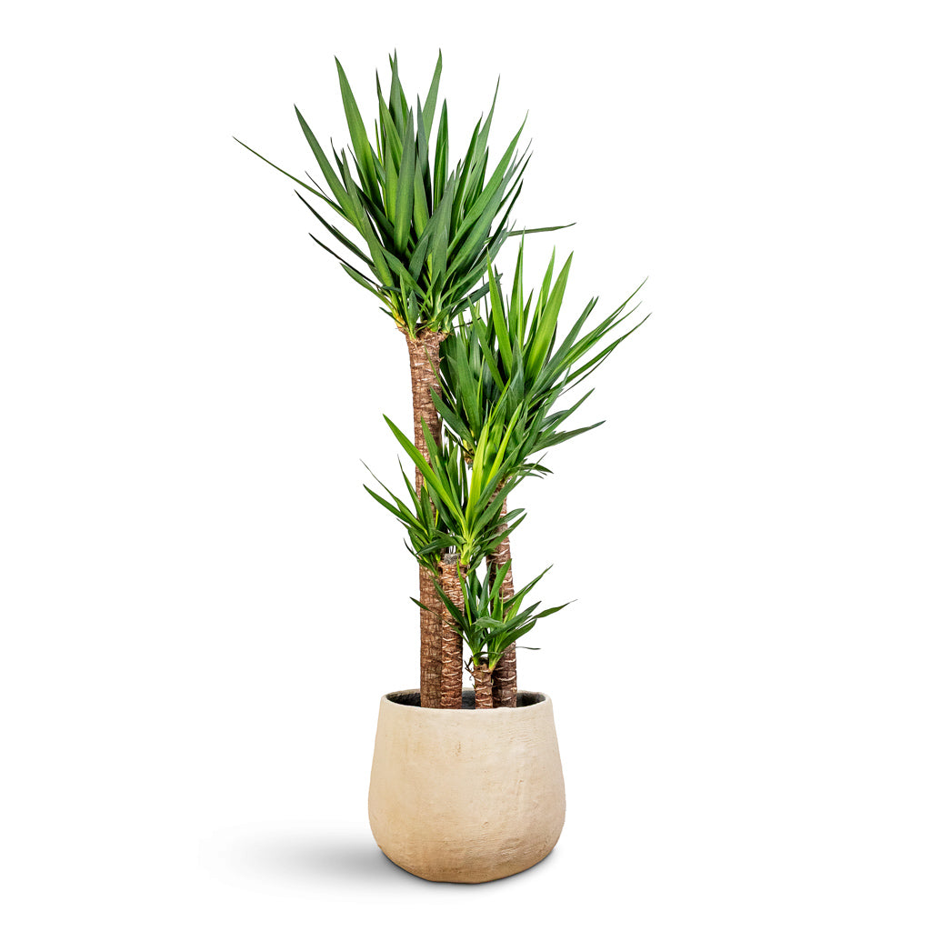 Yucca elephantipes 34x160cm (4 stems) House Plant in Lani Sabi Darcy Planter Wabi Beige 47x41cm