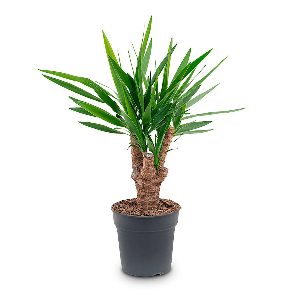 Yucca elephantipes Branched 21x80cm