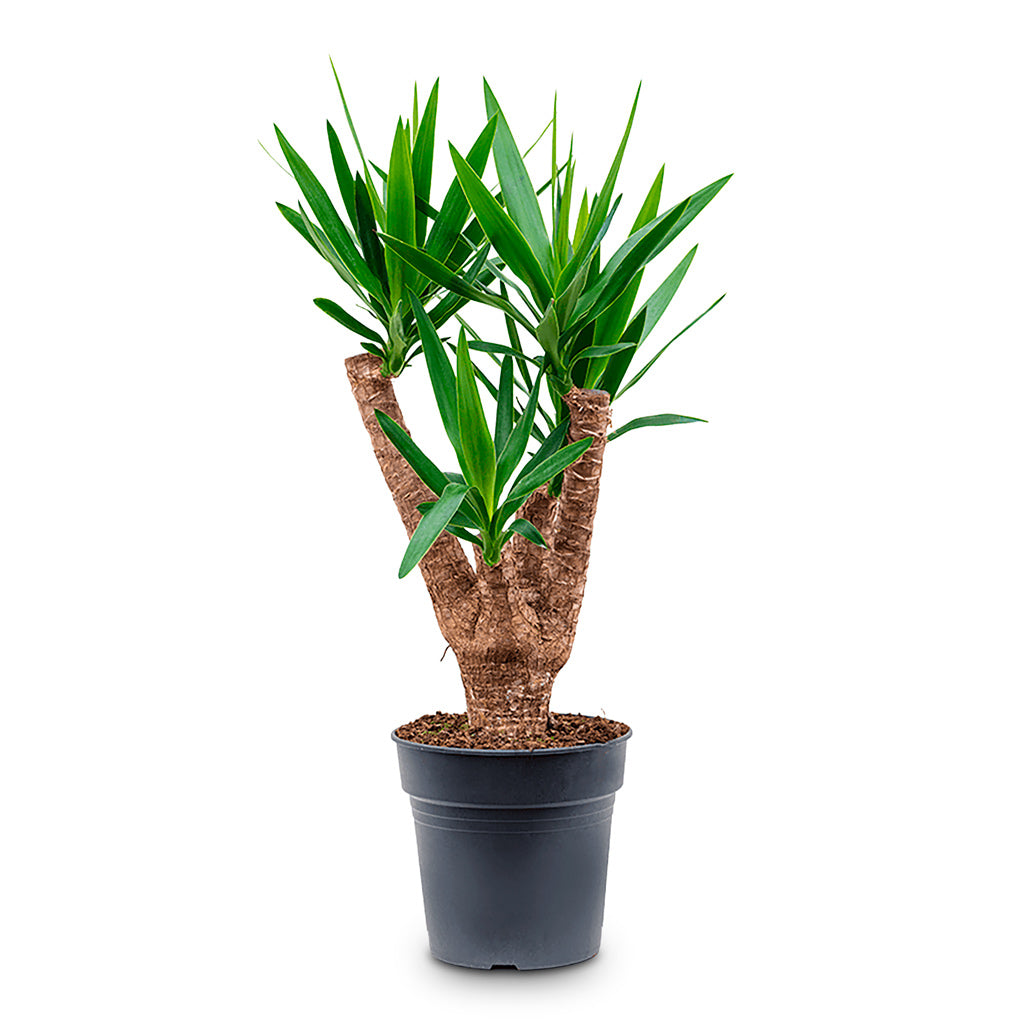 Yucca elephantipes Branched 24x90cm