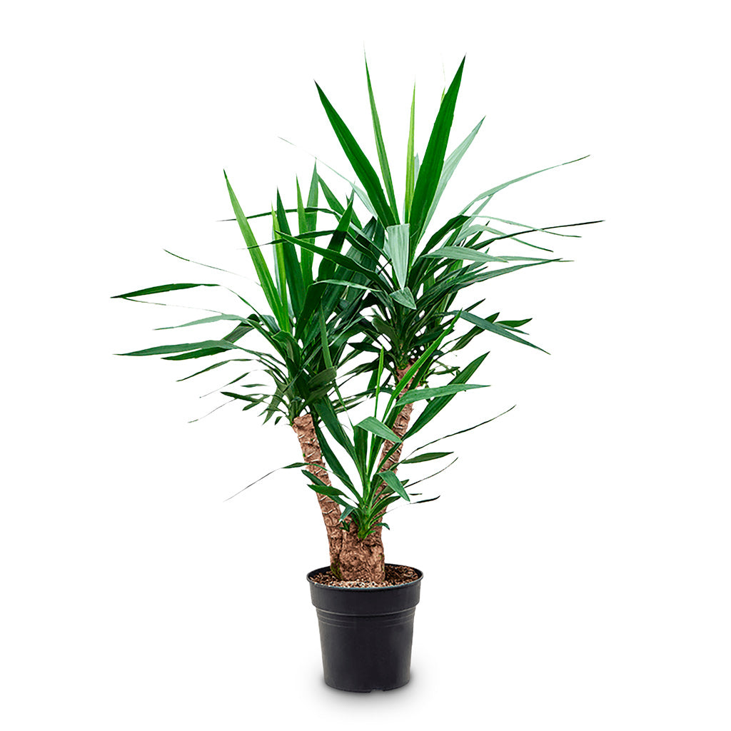 Yucca elephantipes Branched 27x110cm
