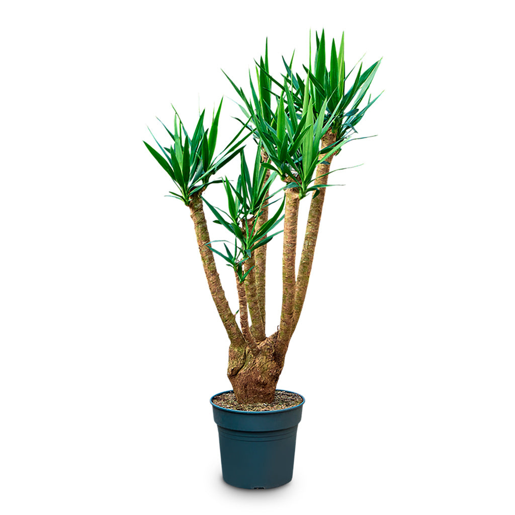 Yucca elephantipes Branched 34x180cm