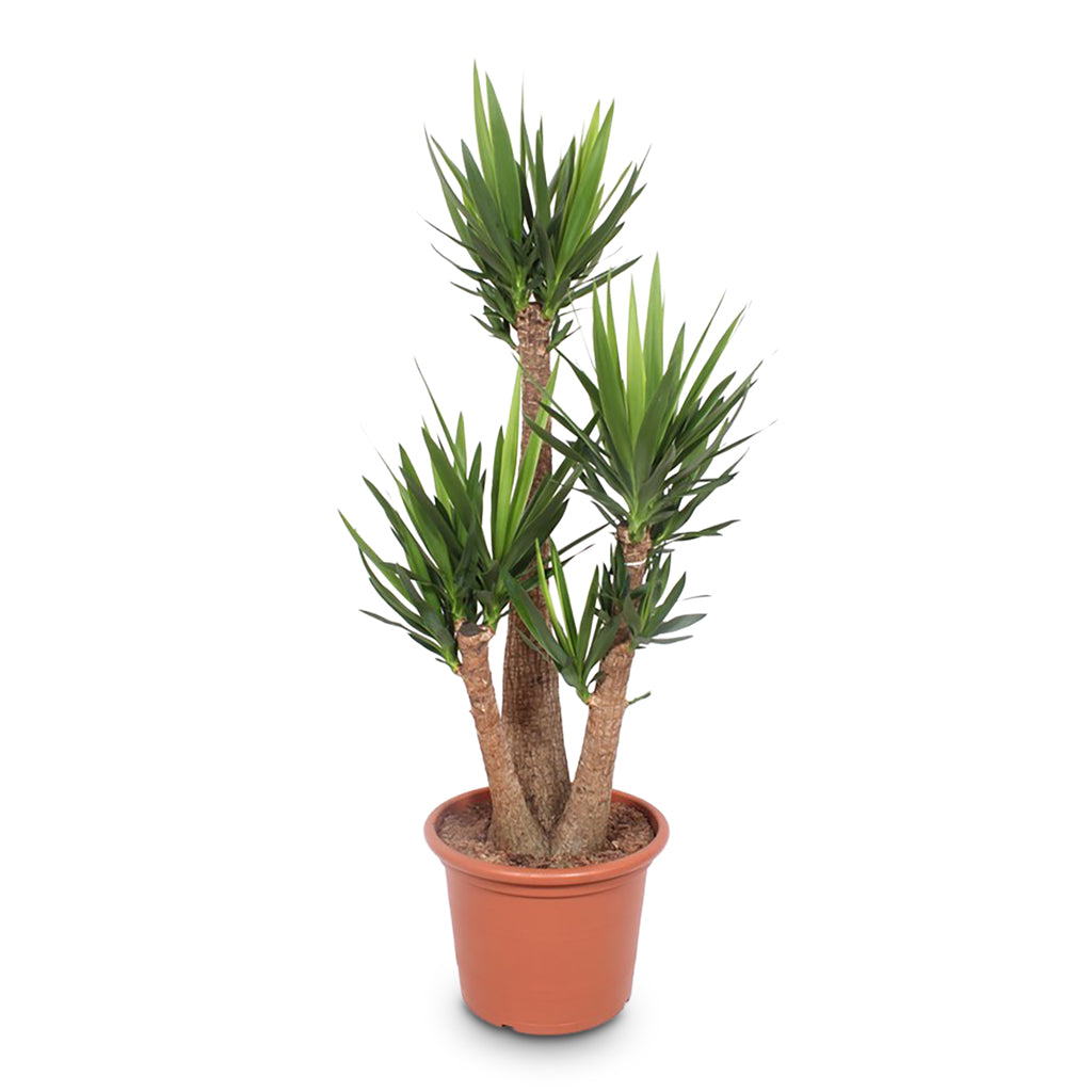 Yucca elephantipes Branched 50x180cm