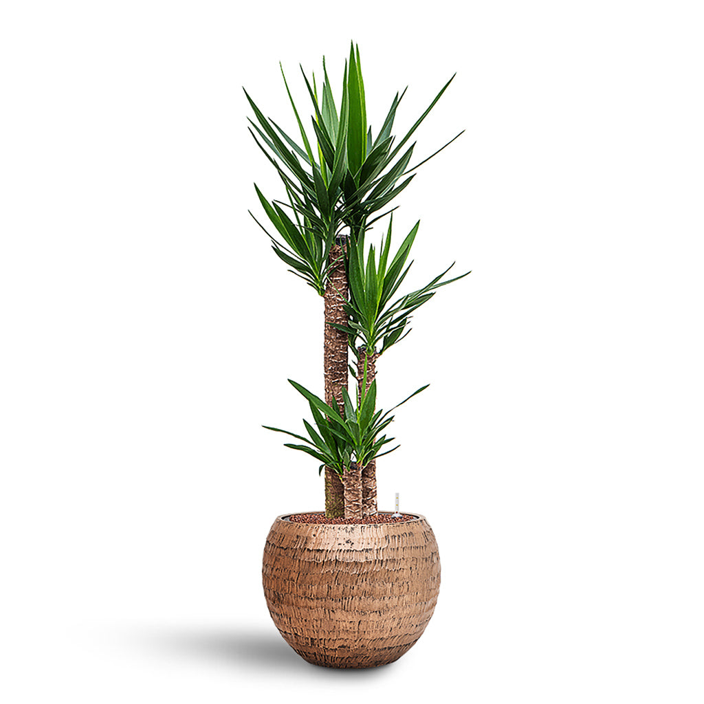 Yucca elephantipes HydroCare in Opus Hammered Globe - Gold - 40 x 129cm