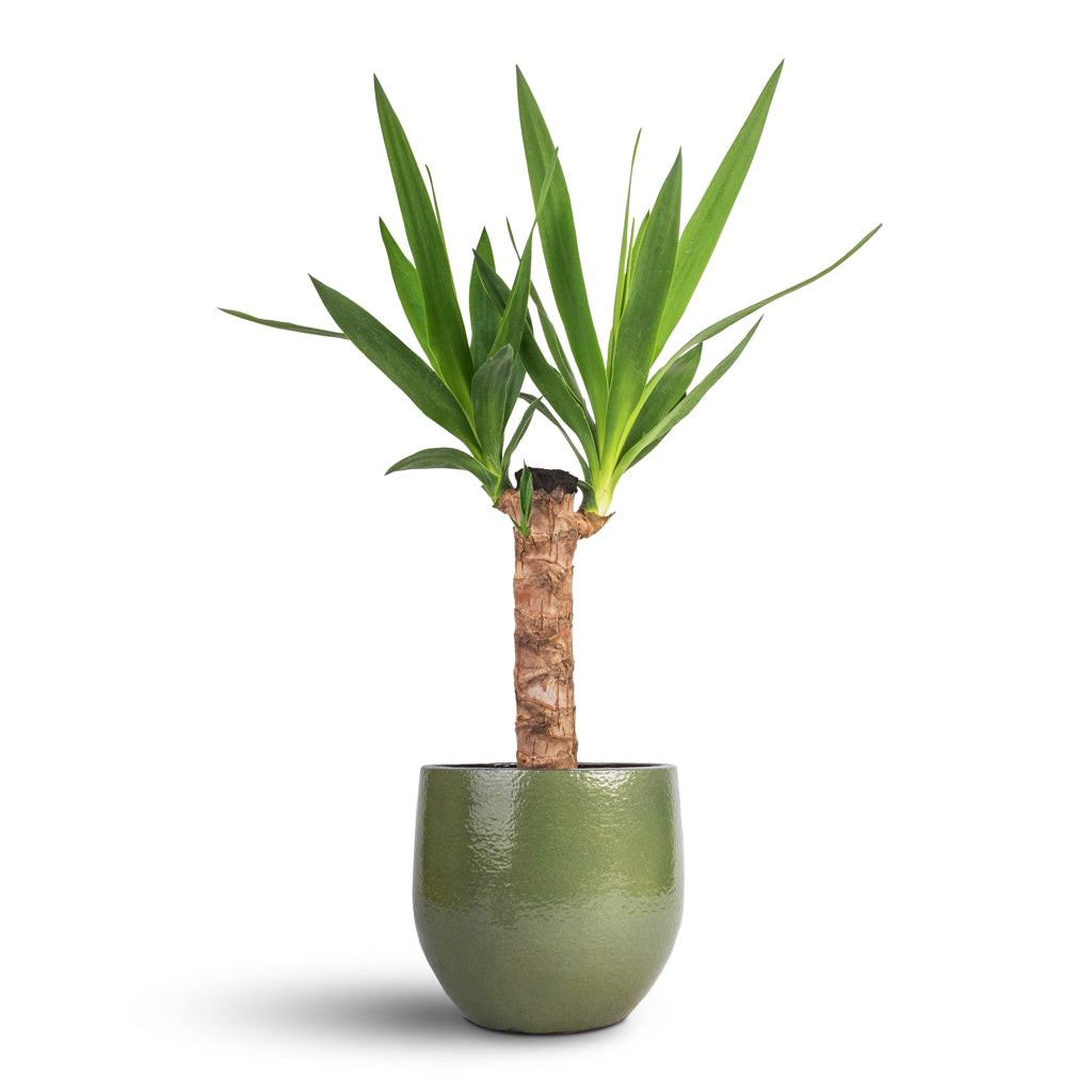 Yucca elephantipes - Spineless Yucca & Zembla Plant Pot - Green