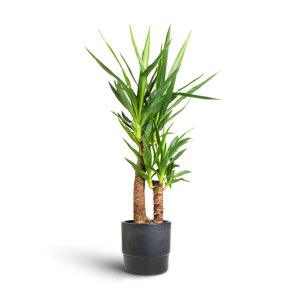 Yucca elephantipes - Spineless Yucca & Erik Plant Pot - Denim