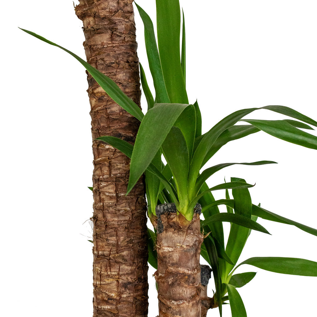 Yucca elephantipes - Spineless Yucca Leaves and Stems