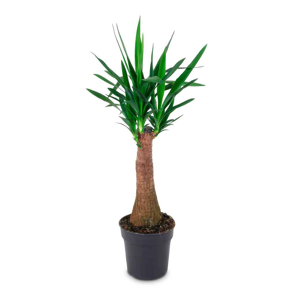 Yucca elephantipes Thick Trunk 24x100cm