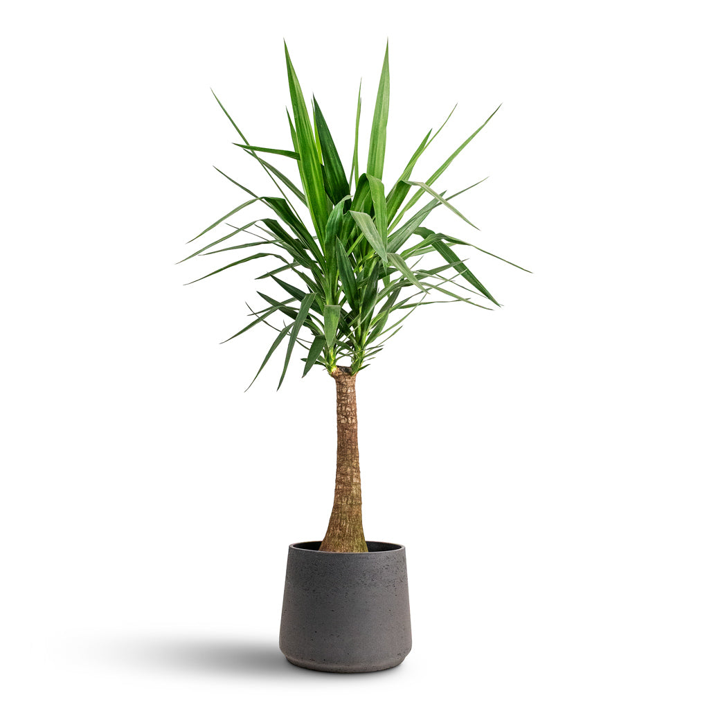Yucca elephantipes Thick Trunk 27x140cm House Plant In Patt Pot Black Washed 34x29cm