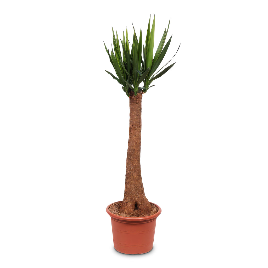 Yucca elephantipes Thick Trunk 35x150cm