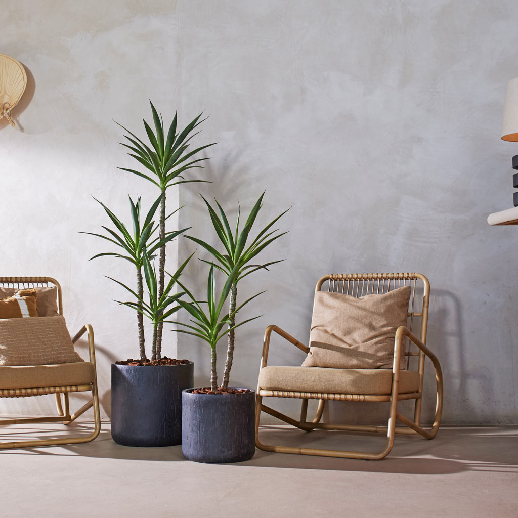 Yucca 3 Stem Artificial In Baq Raindrop cylinder