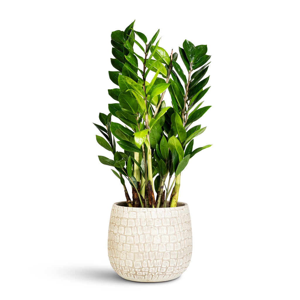 Zamioculcas zamiifolia 17x65cm Renzo Pot Sand 22x20cm
