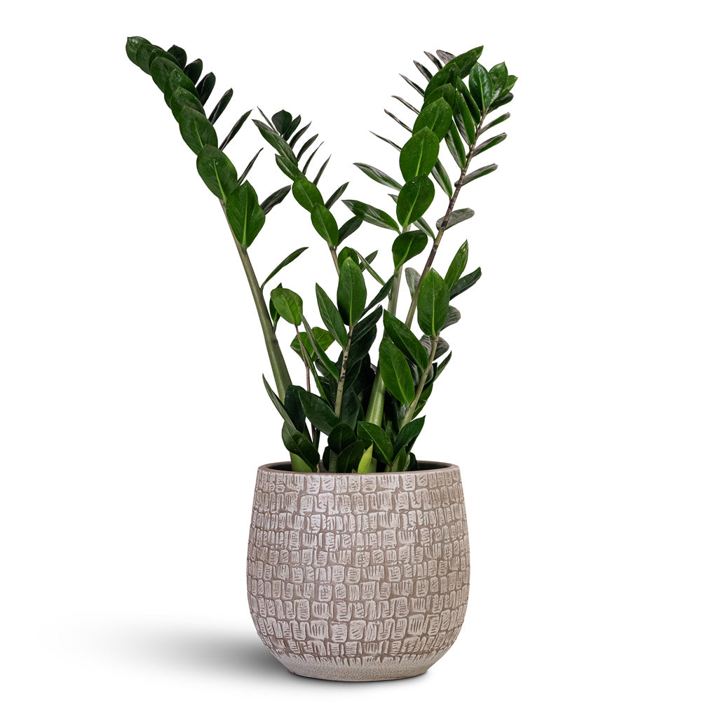 Zamioculcas zamiifolia 19x80cm House Plant In Renzo Pot Sand 26x26cm