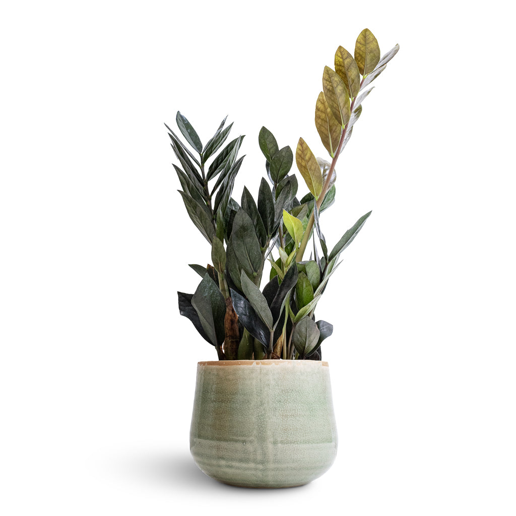 Zamioculcas zamiifolia - Raven ZZ Plant & Iris Plant Pot - Mint