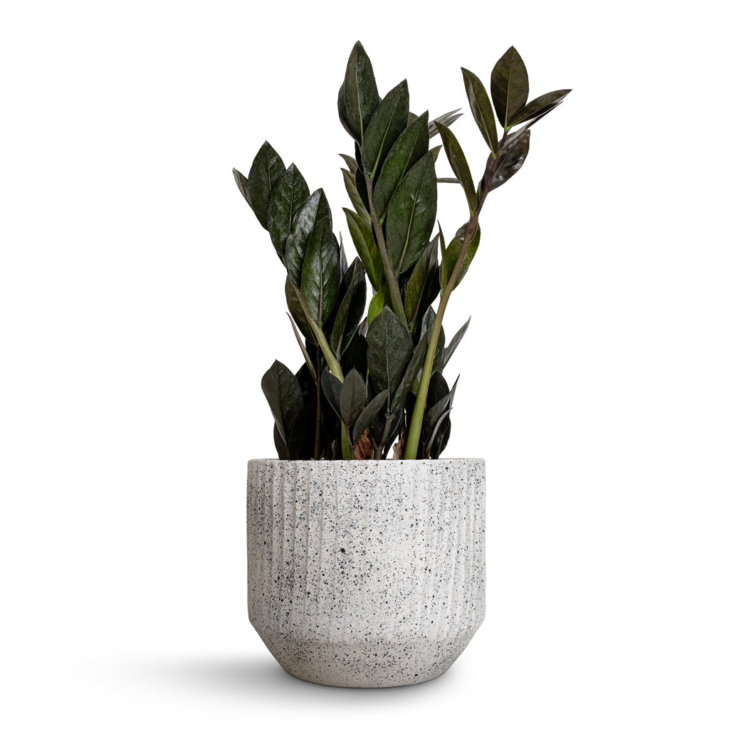 Zamioculcas zamiifolia - Raven ZZ Plant & Solento Plant Pot - White Speckle