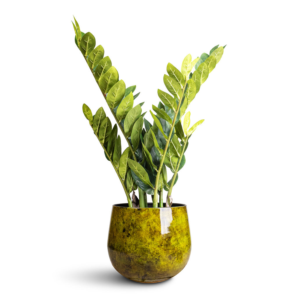 Zamioculcas zamiifolia ZZ Artificial 70cm _7 stems_ In Emmie Metal Pot Mystic Yellow 23x20cm