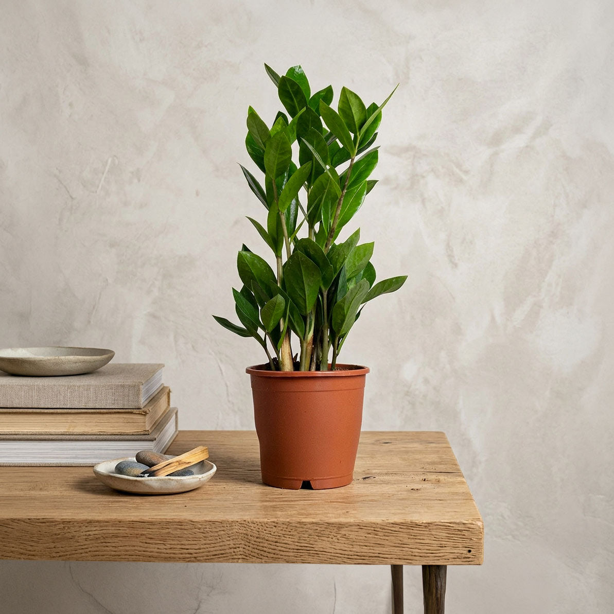 Zamioculcas zamiifolia - 12 x 35cm
