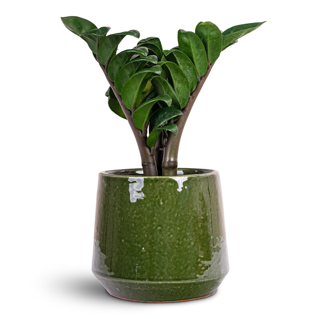 Zamioculcas zamiifolia Zenzi 11x30cm House Plant In Common Pot Shiny Emerald 15x13cm