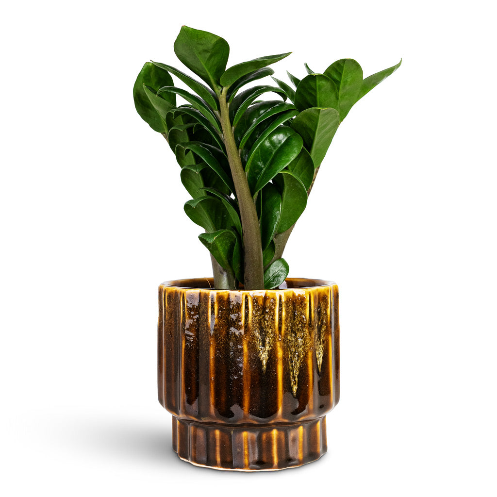 Zamioculcas zamiifolia Zenzi 11x30cm House Plant In Faye Pot Savannah 14x13cm