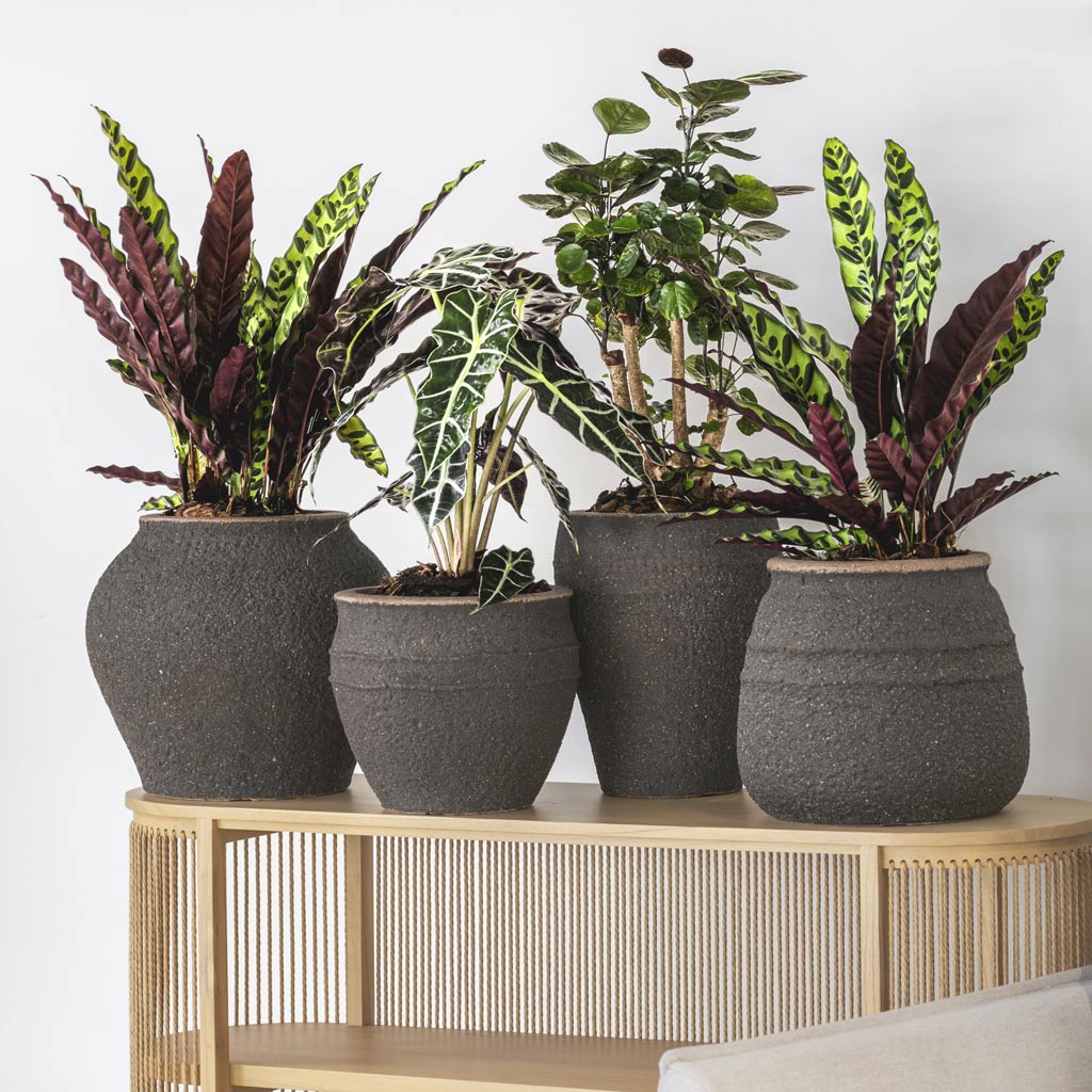 Zeus Athena Ares Hestia Mediterranean - Umber Brown