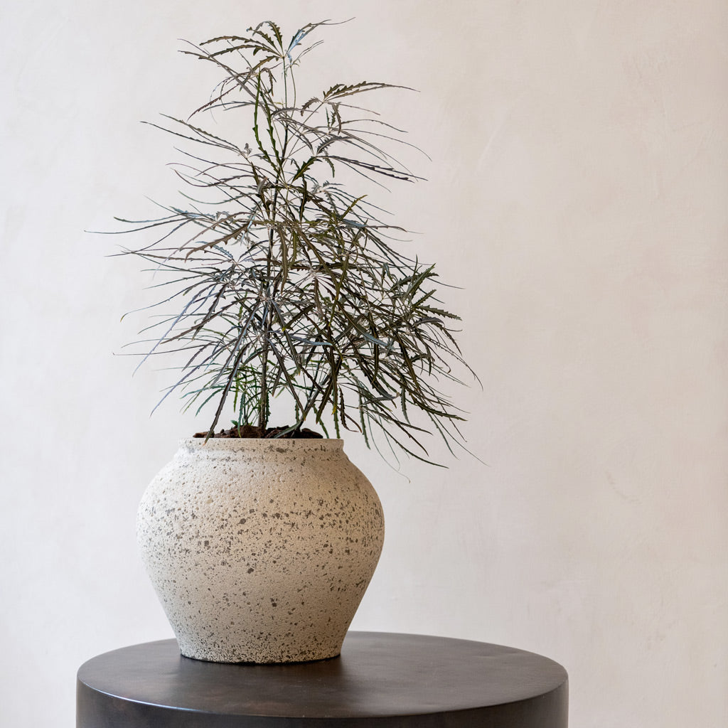 Zeus Mediterranean Planter - Chalk White & Houseplant Display