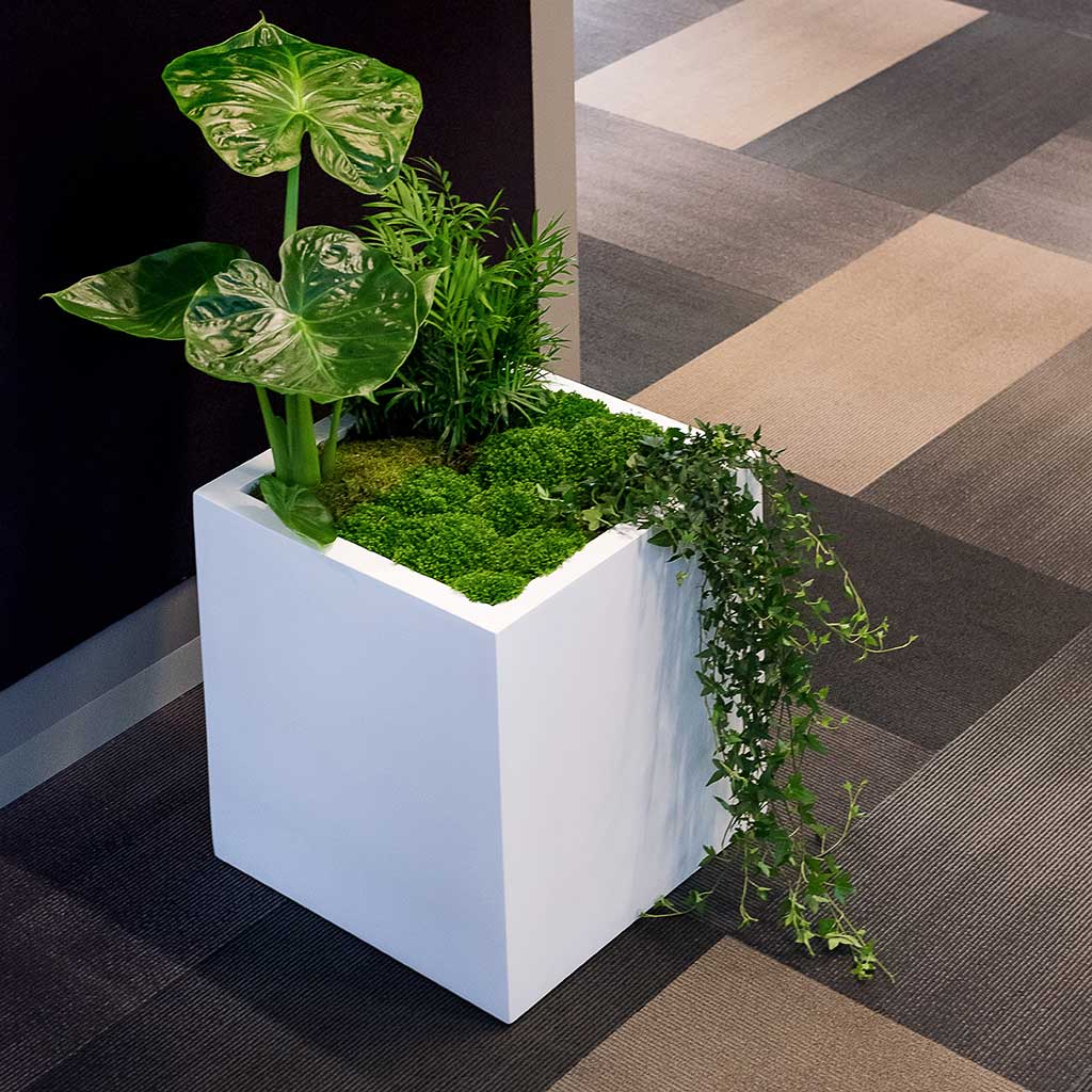 Block Planter Essential Matte White Indoor Plants Cube