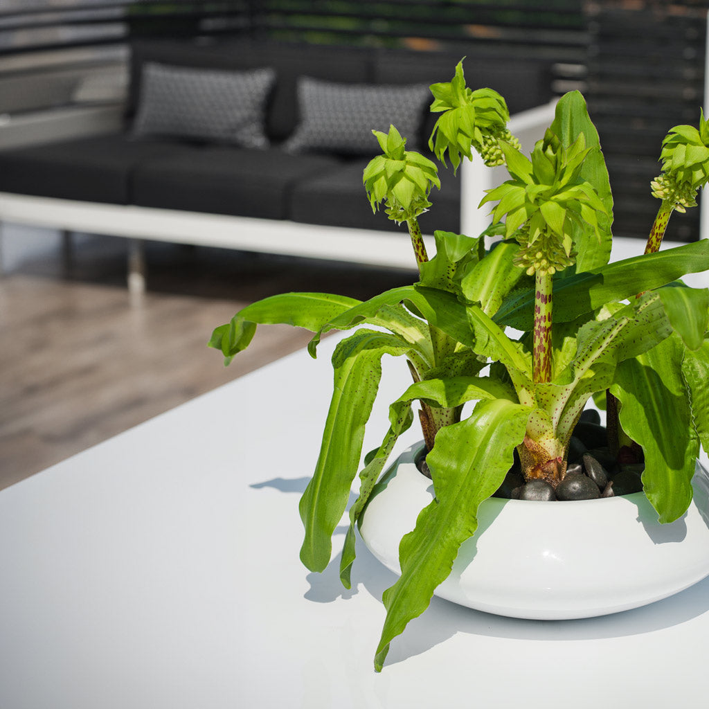 Tara Essentials Bowl Planter - Matt White