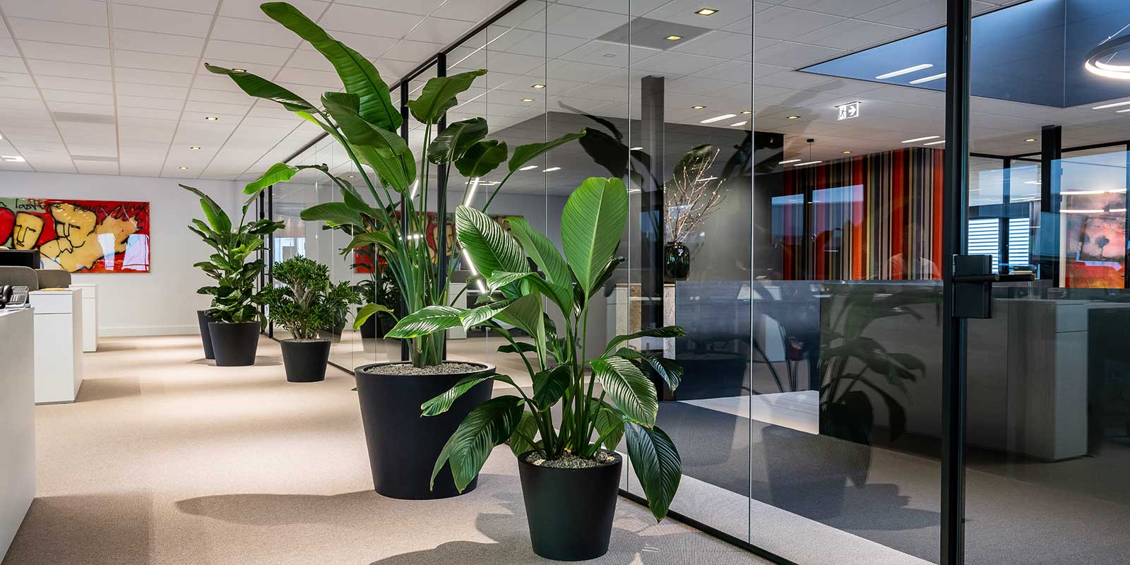 Office Plants & Office Planters