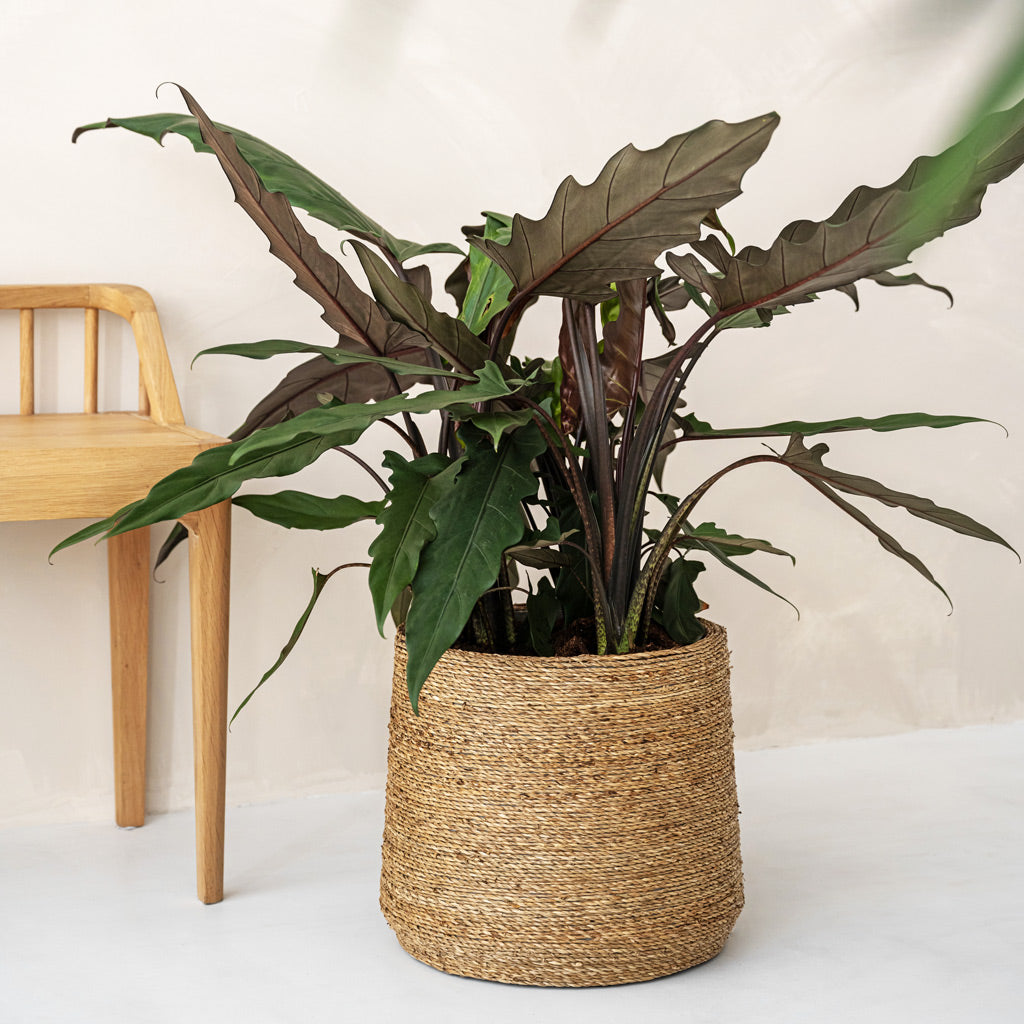 Patt Plant Pot - Straw Grass & Philodendron