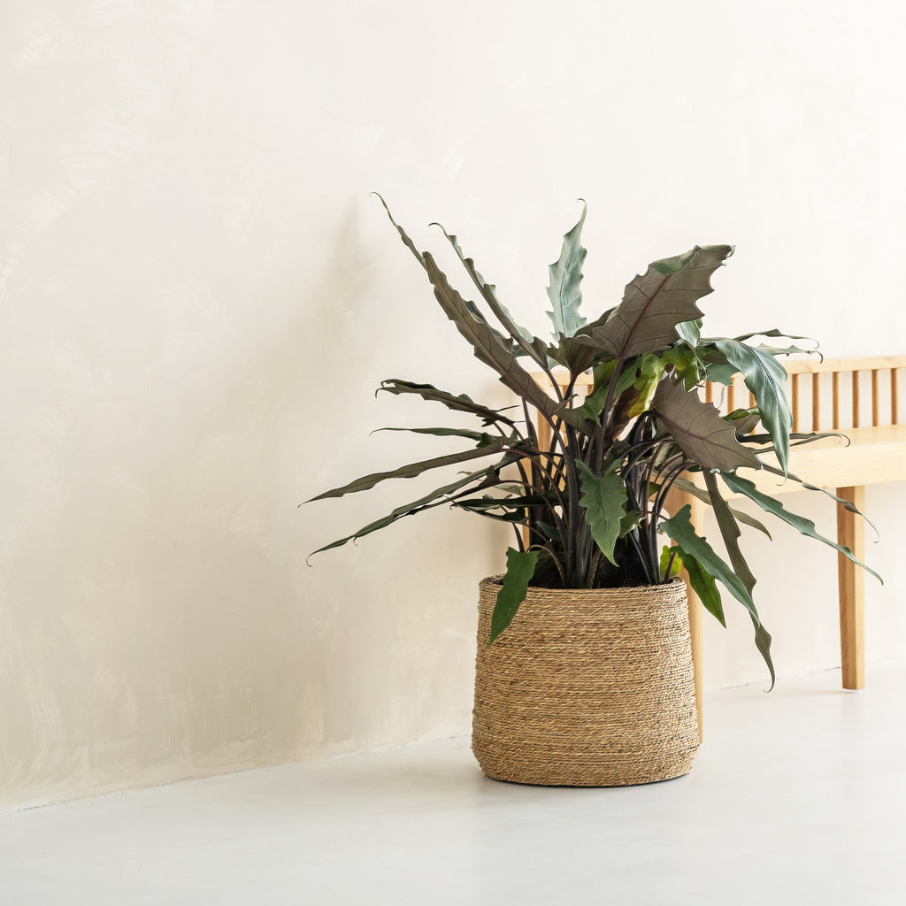 Patt Plant Pot - Straw Grass & Philodendron