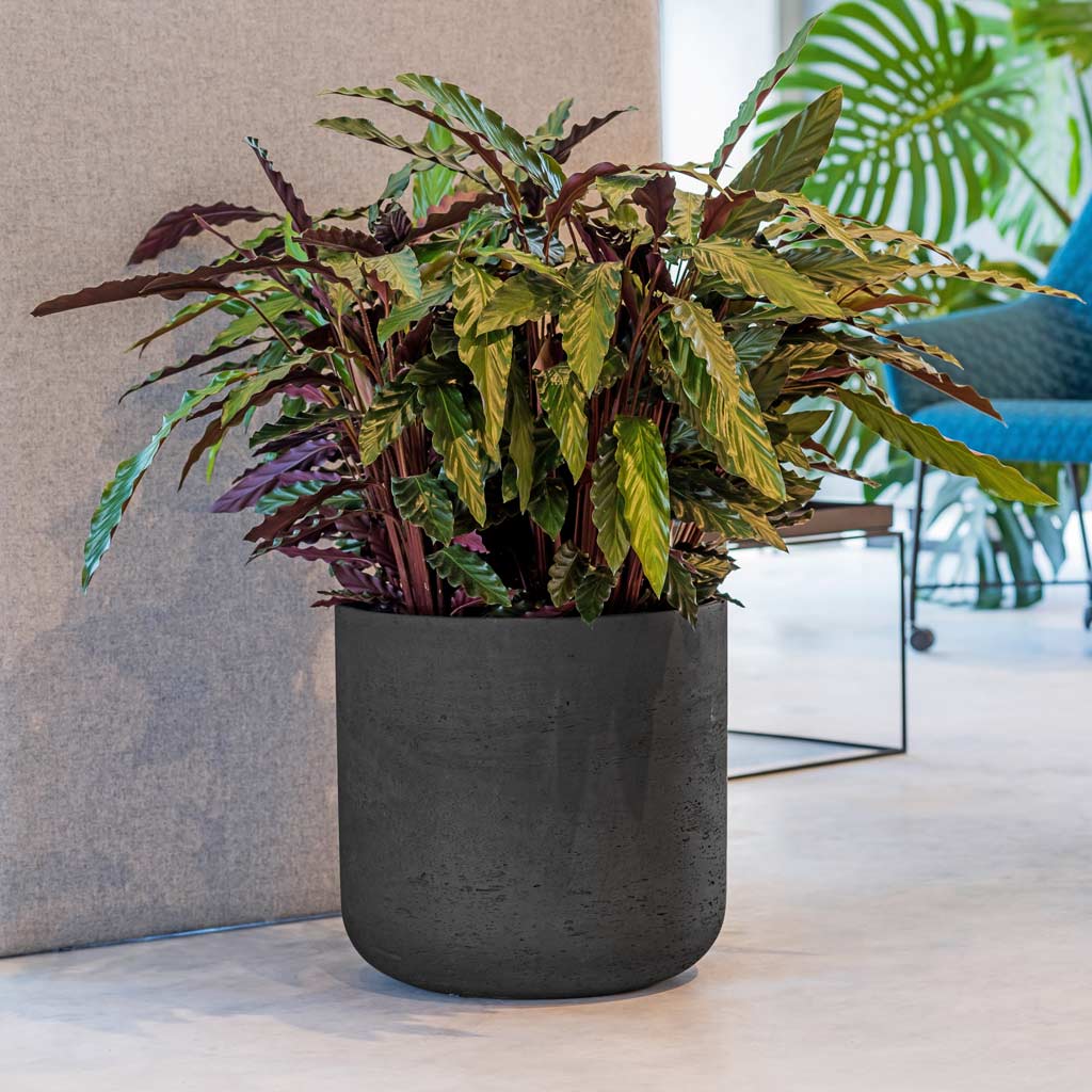 Charlie Plant Pot - Black Washed & Calathea rufibarba - Velvet Calathea