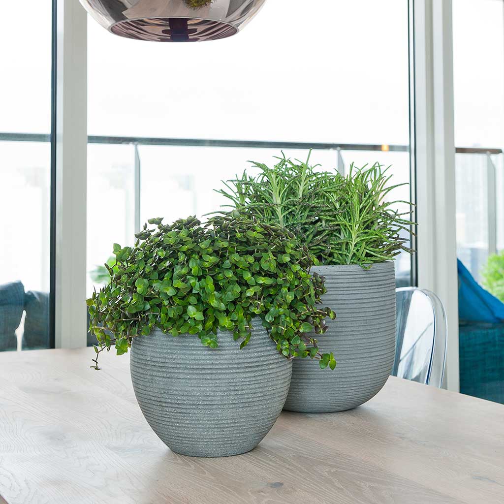 Abby Plant Pot - Dark Grey & Peperomia Houseplant