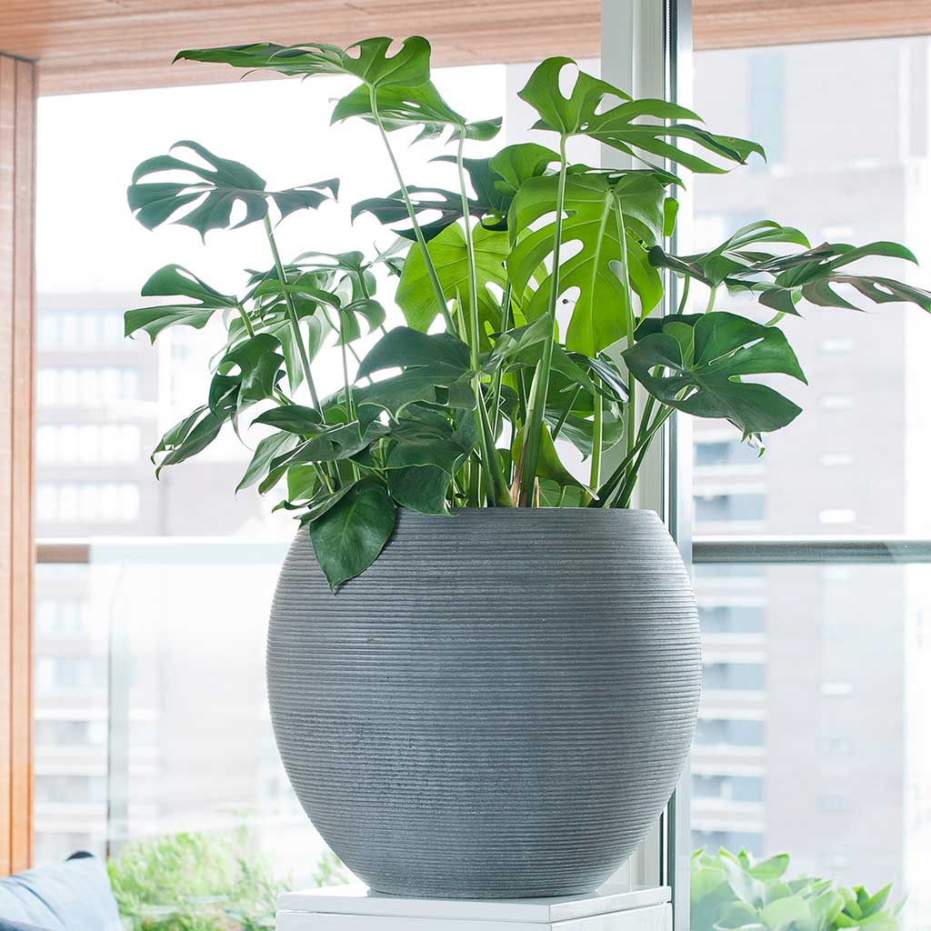 Abby Plant Pot Ridged - Dark Grey & Swiss Cheese Houseplant