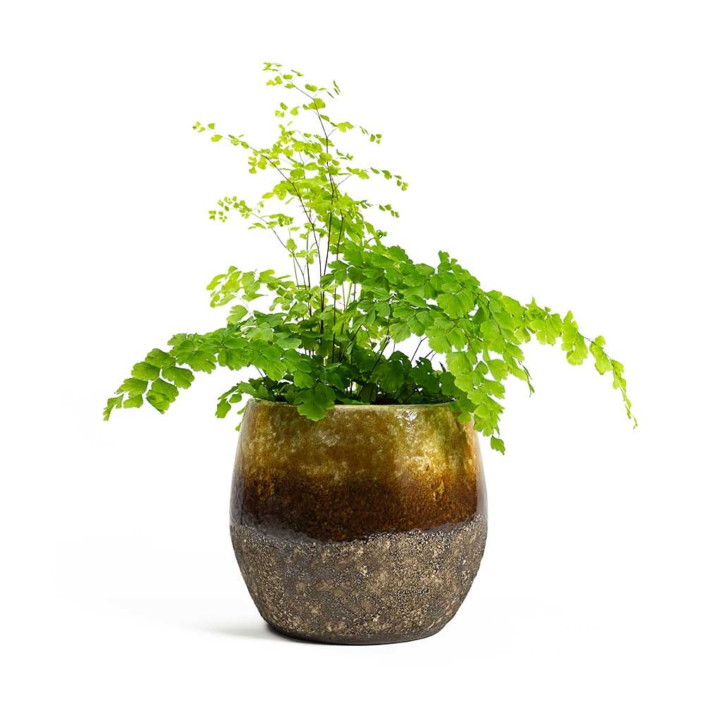 Adiantum Fragrans Delta Maidenhair Fern with Lindy Plant Pot Ochre