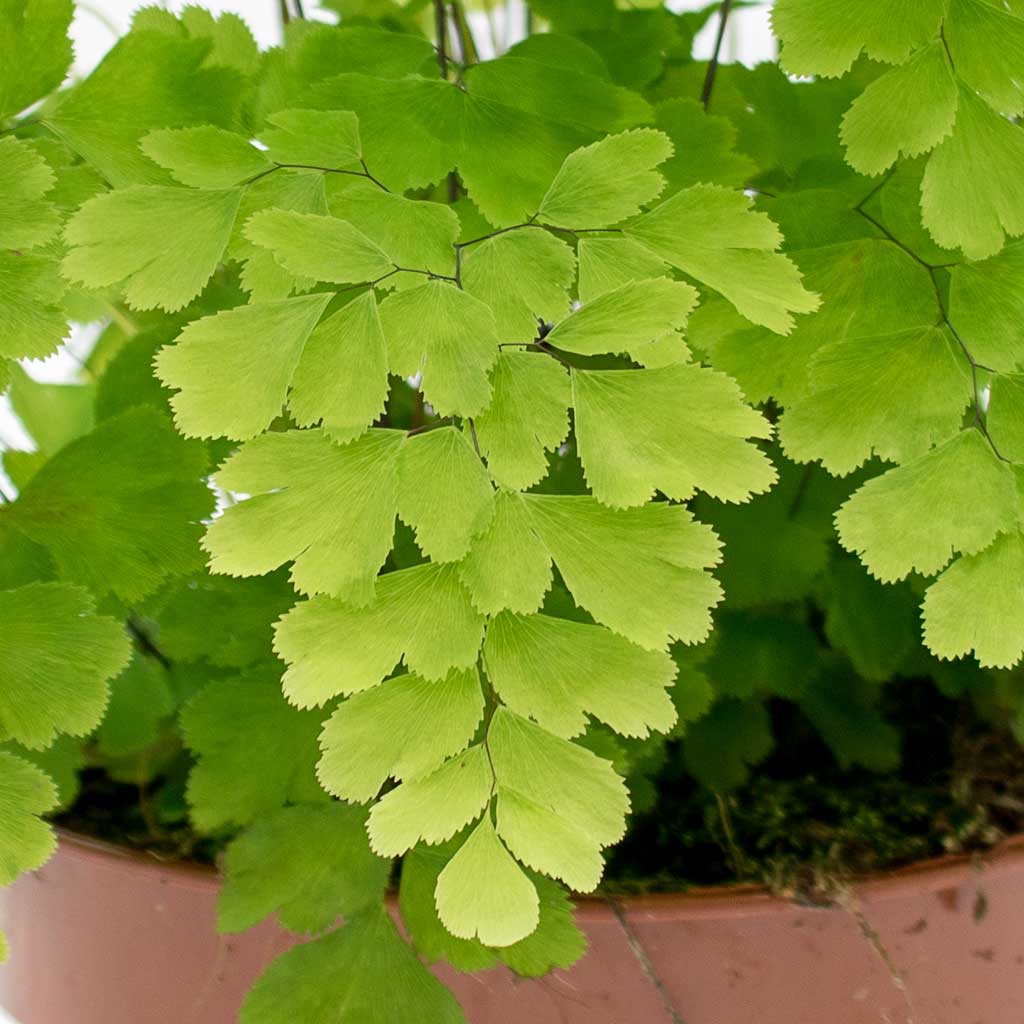 Adiantum Fragrans - Delta Maidenhair Fern Leaves