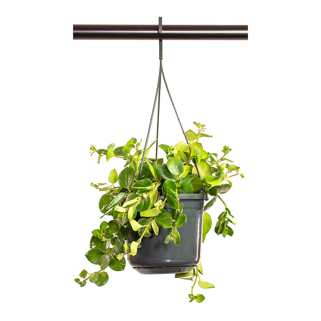 Aeschynanthus Pink Polka Lipstick Plant