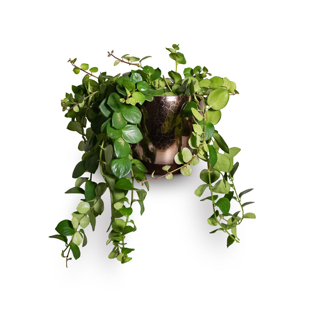 Aeschynanthus Pink Polka - Lipstick Plant Houseplant & Sven Plant Pot - Gold