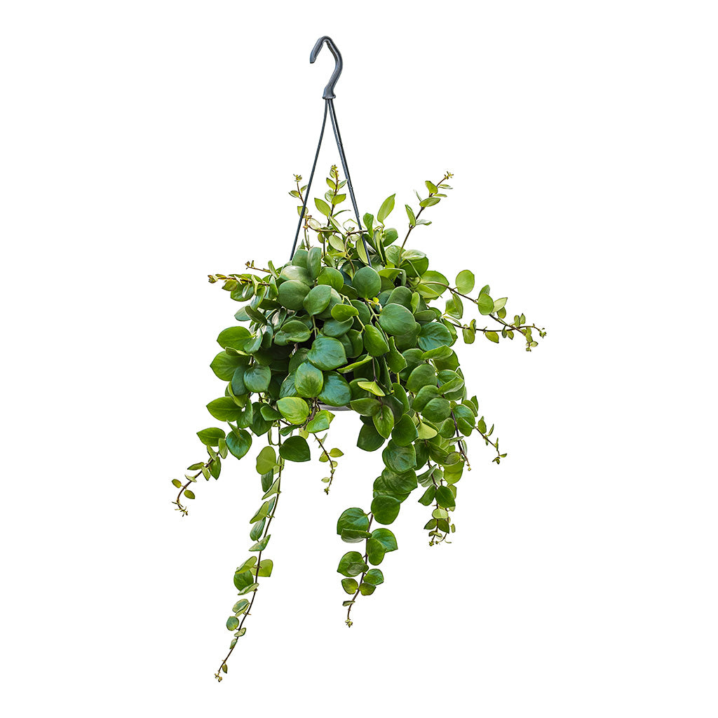 Aeschynanthus Pink Polka Lipstick Plant